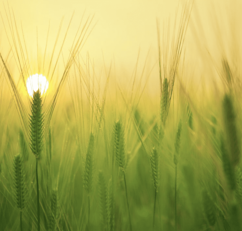 a field of green grass with the sun in the background.