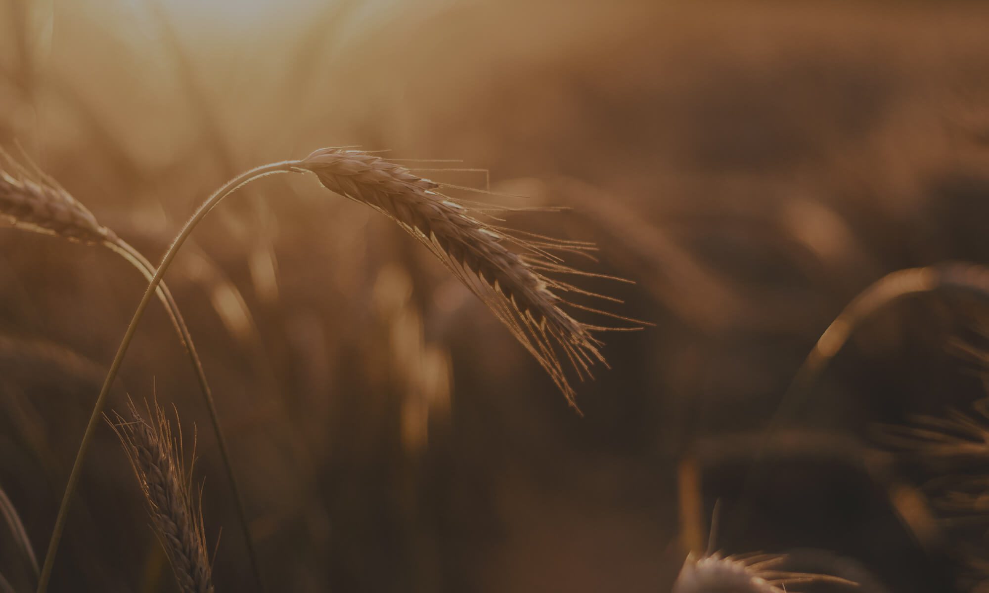 a close up of a wheat field with the sun in the background.