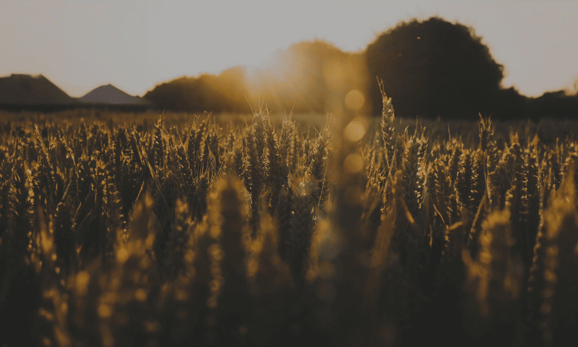 a field of grass with the sun shining in the background.