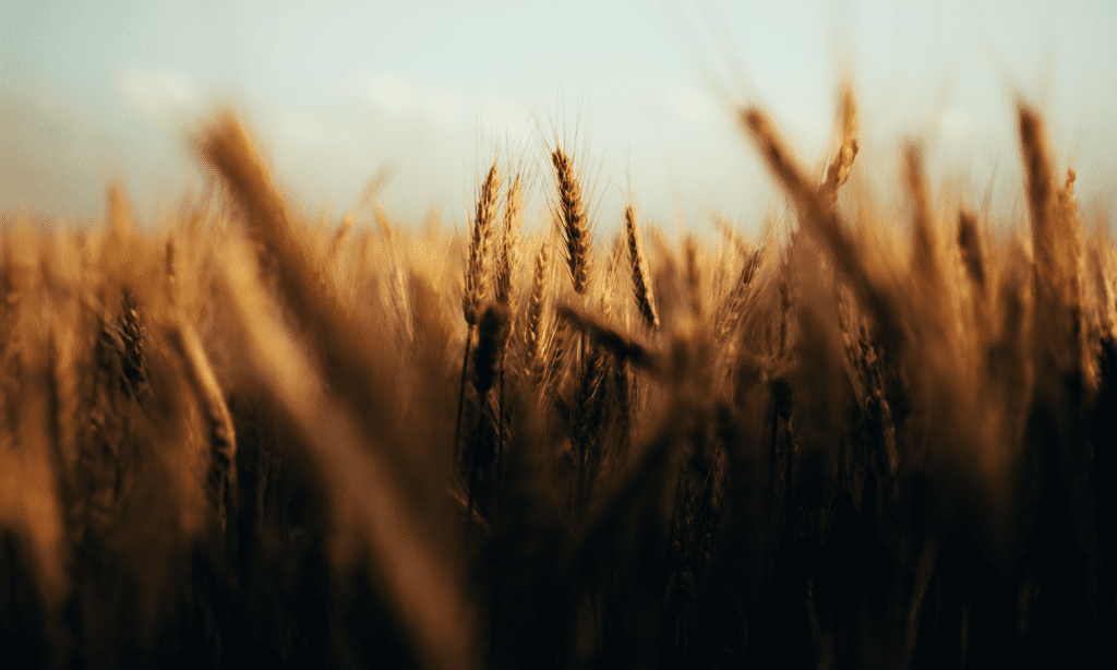 a field of wheat with blue sky.
