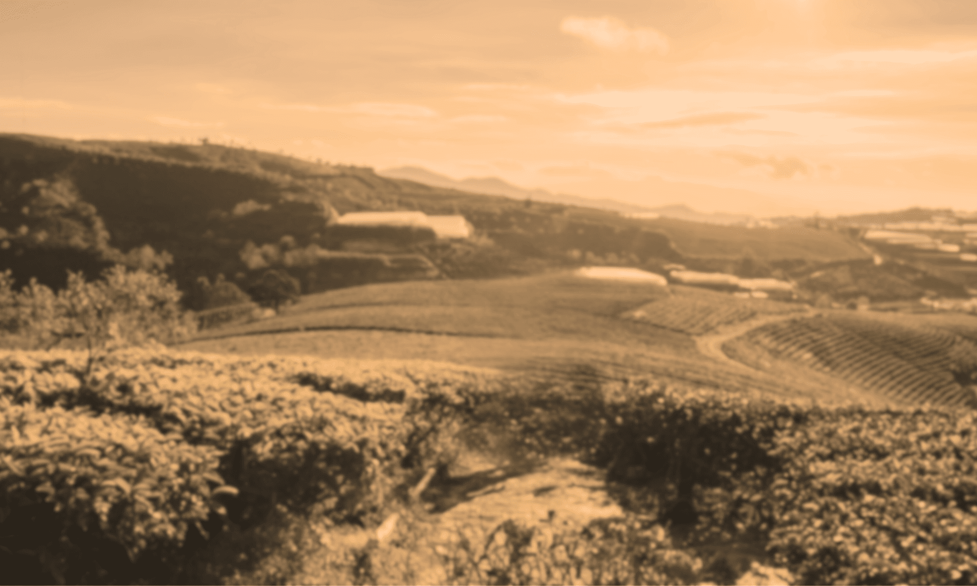 A view of a tea plantation in a sepia toned photo.